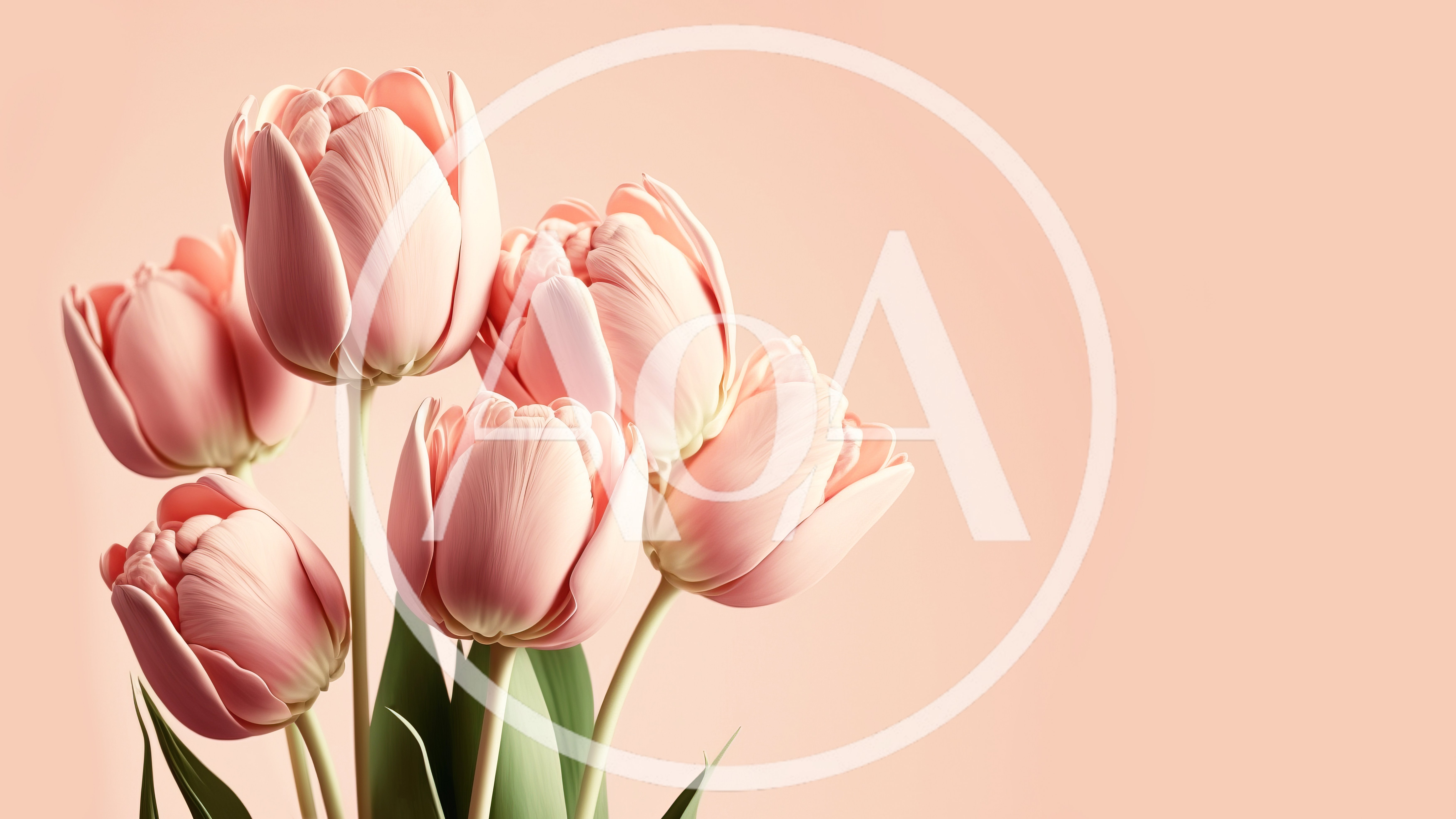Soft Pink Tulip Bouquet on Pastel Background