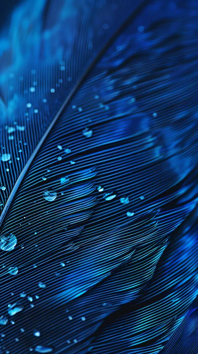 Macro Close Up Of Blue Feather With Water Droplets