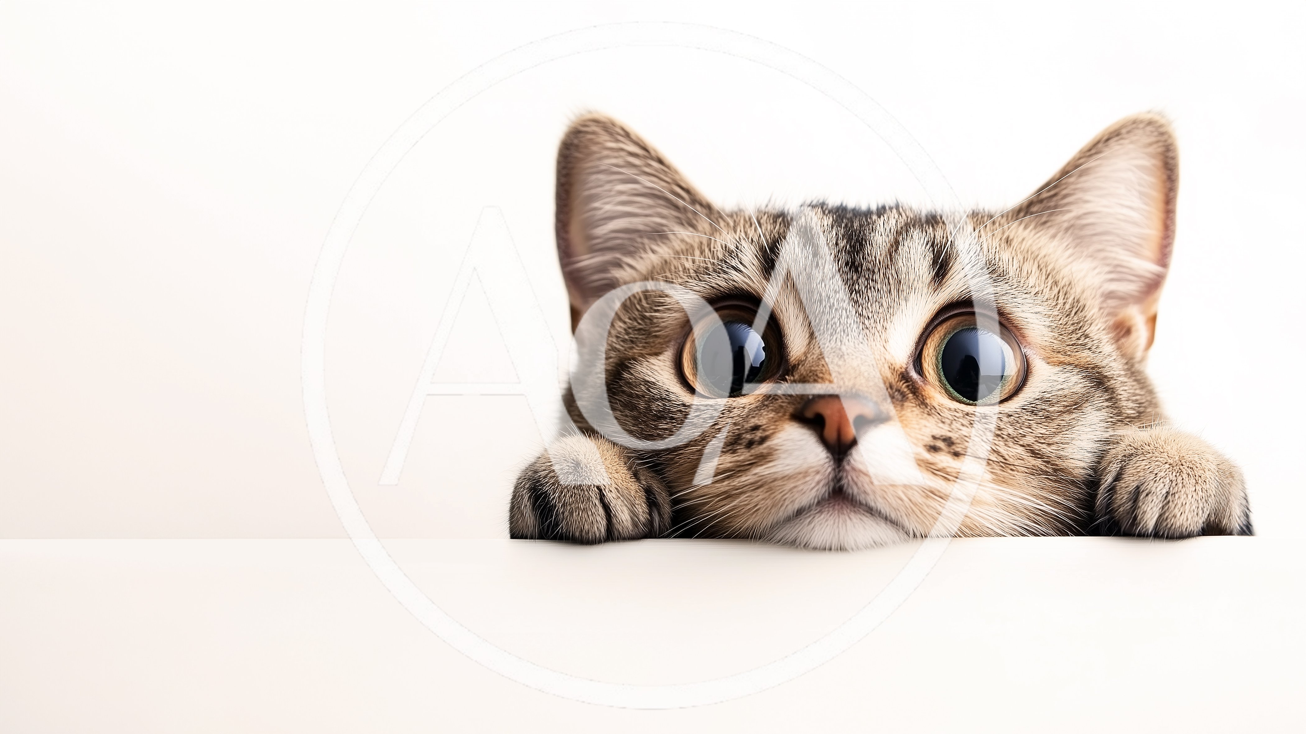 Cute Tabby Kitten Peeking Over A White Surface