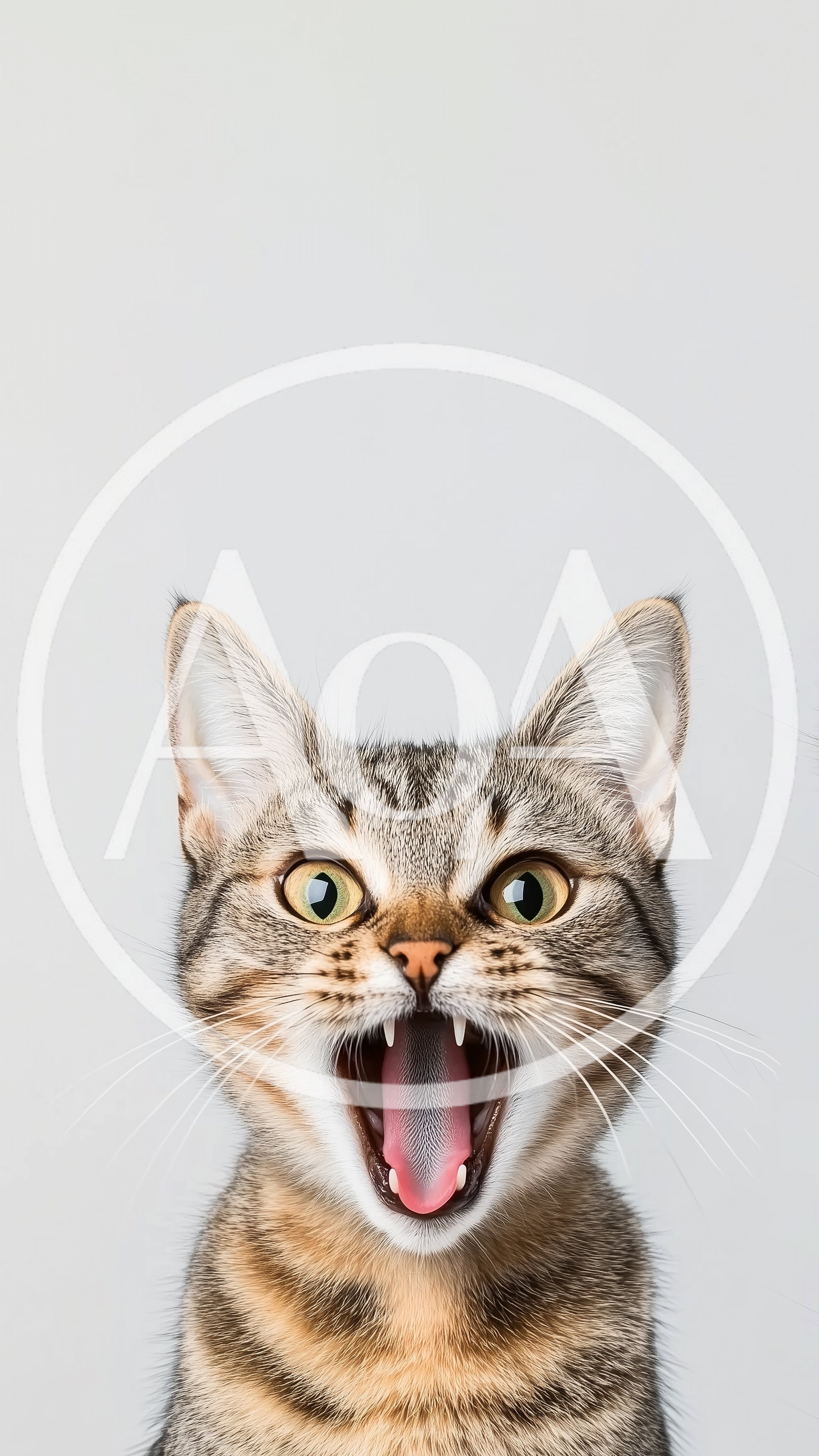 Surprised Tabby Cat With Open Mouth