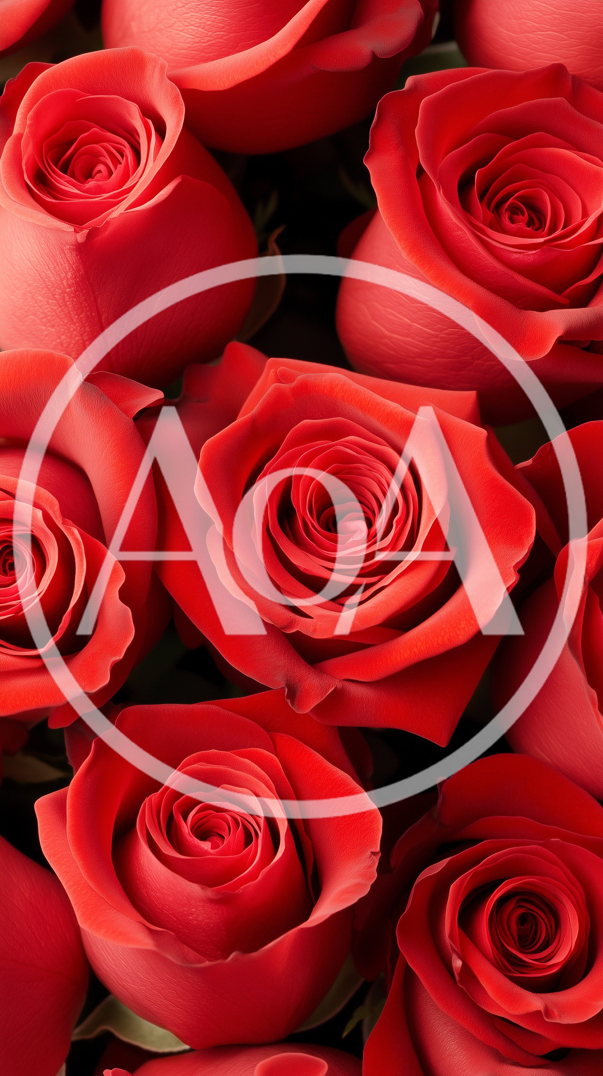 Close Up Of Vibrant Red Roses Bouquet