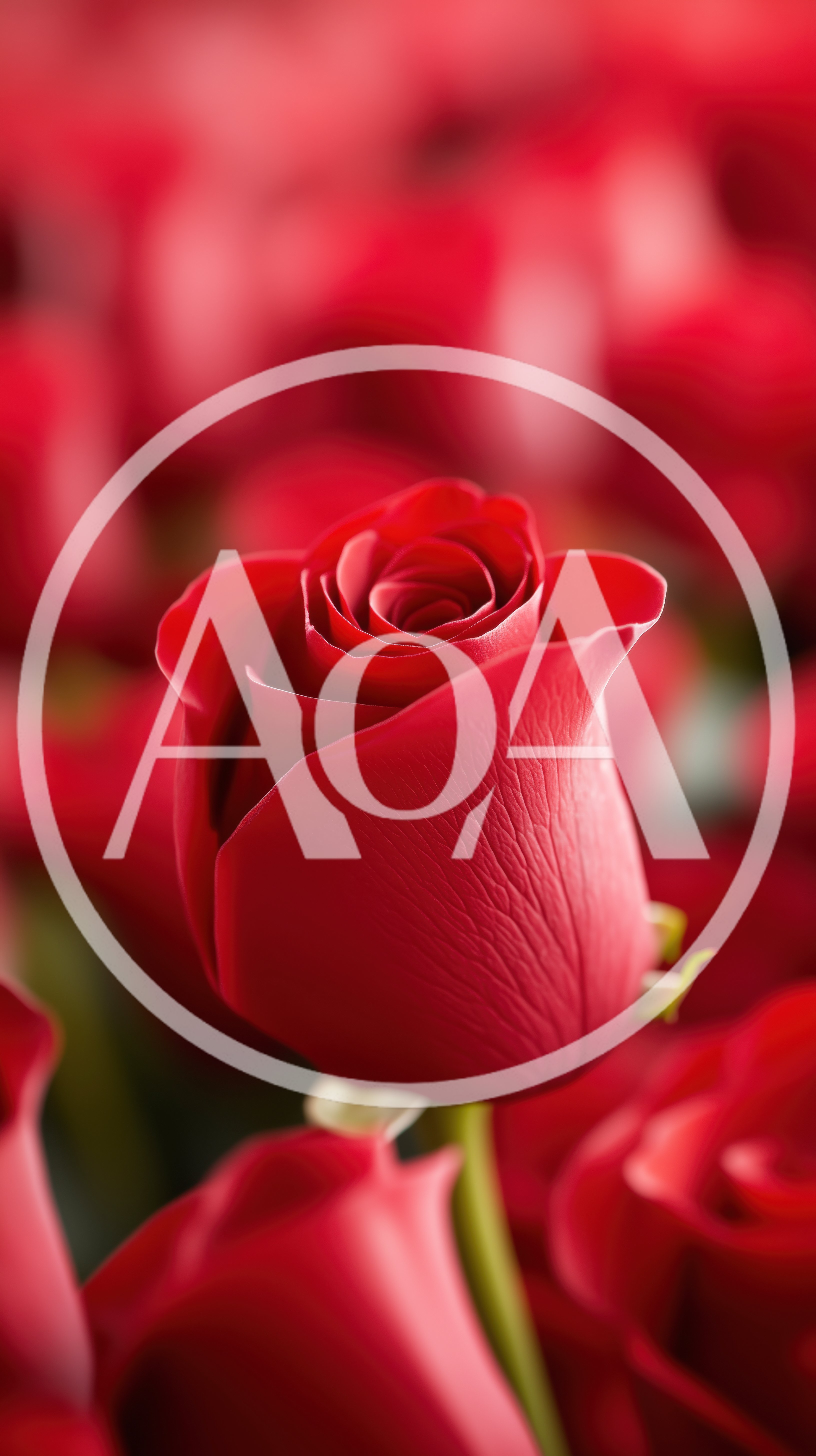 Single Vibrant Red Rose In Full Bloom