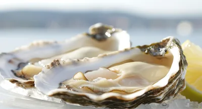 Fresh Raw Oysters Served On Ice With Lemon