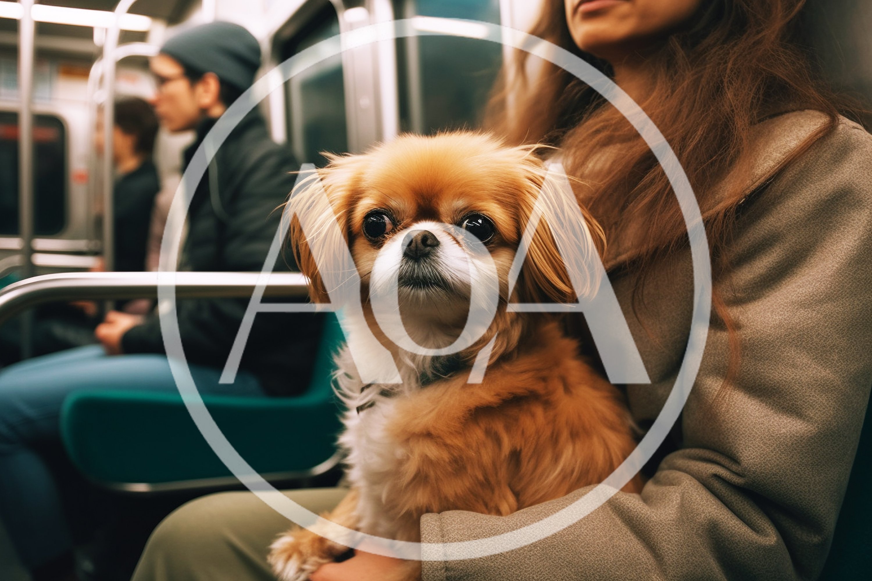 Pekingese Dog Sitting On Lap In Subway Train