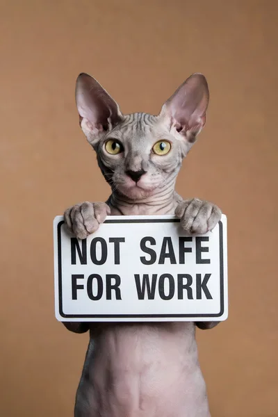 Sphynx Cat Holding A Not Safe For Work Sign