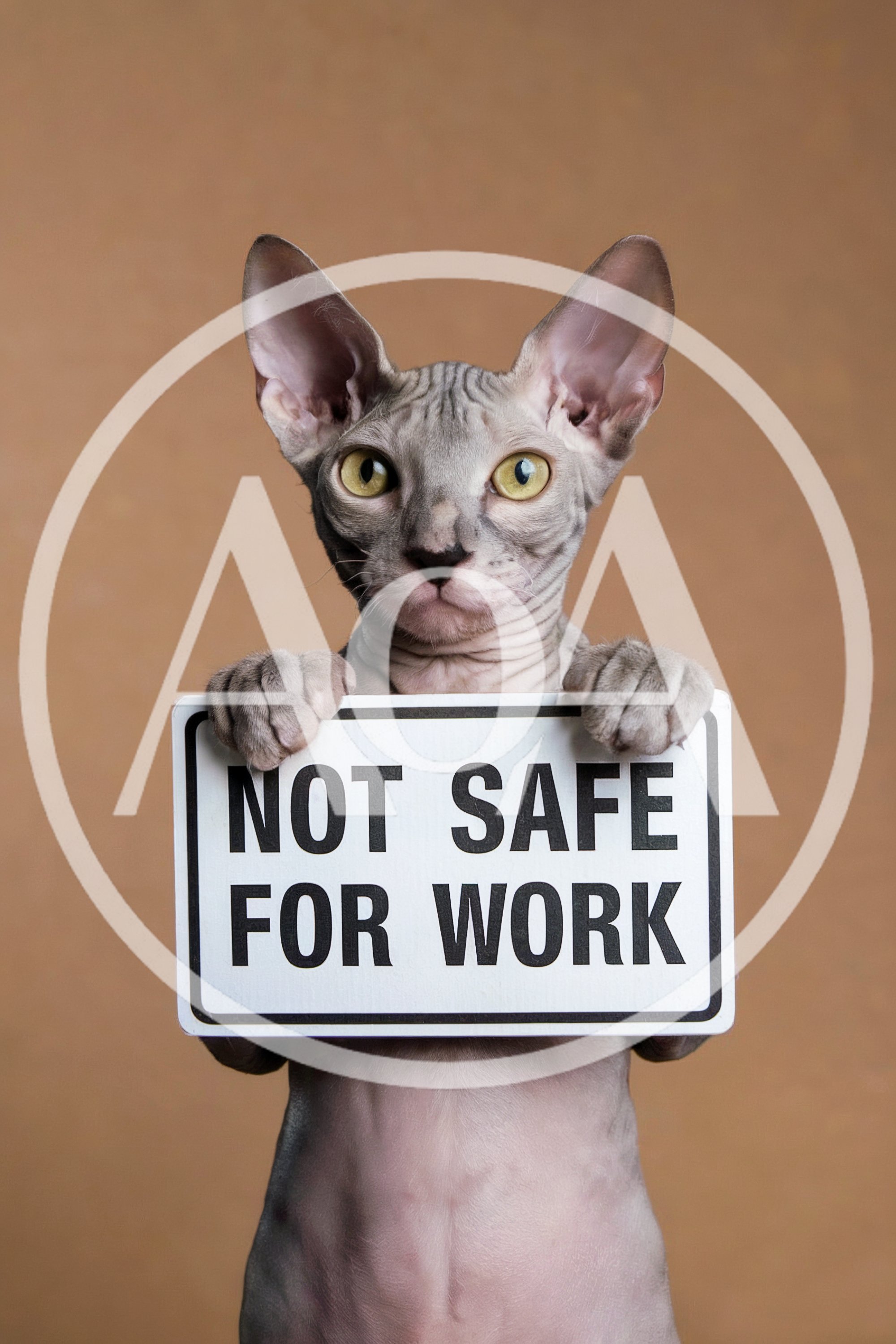 Sphynx Cat Holding A Not Safe For Work Sign