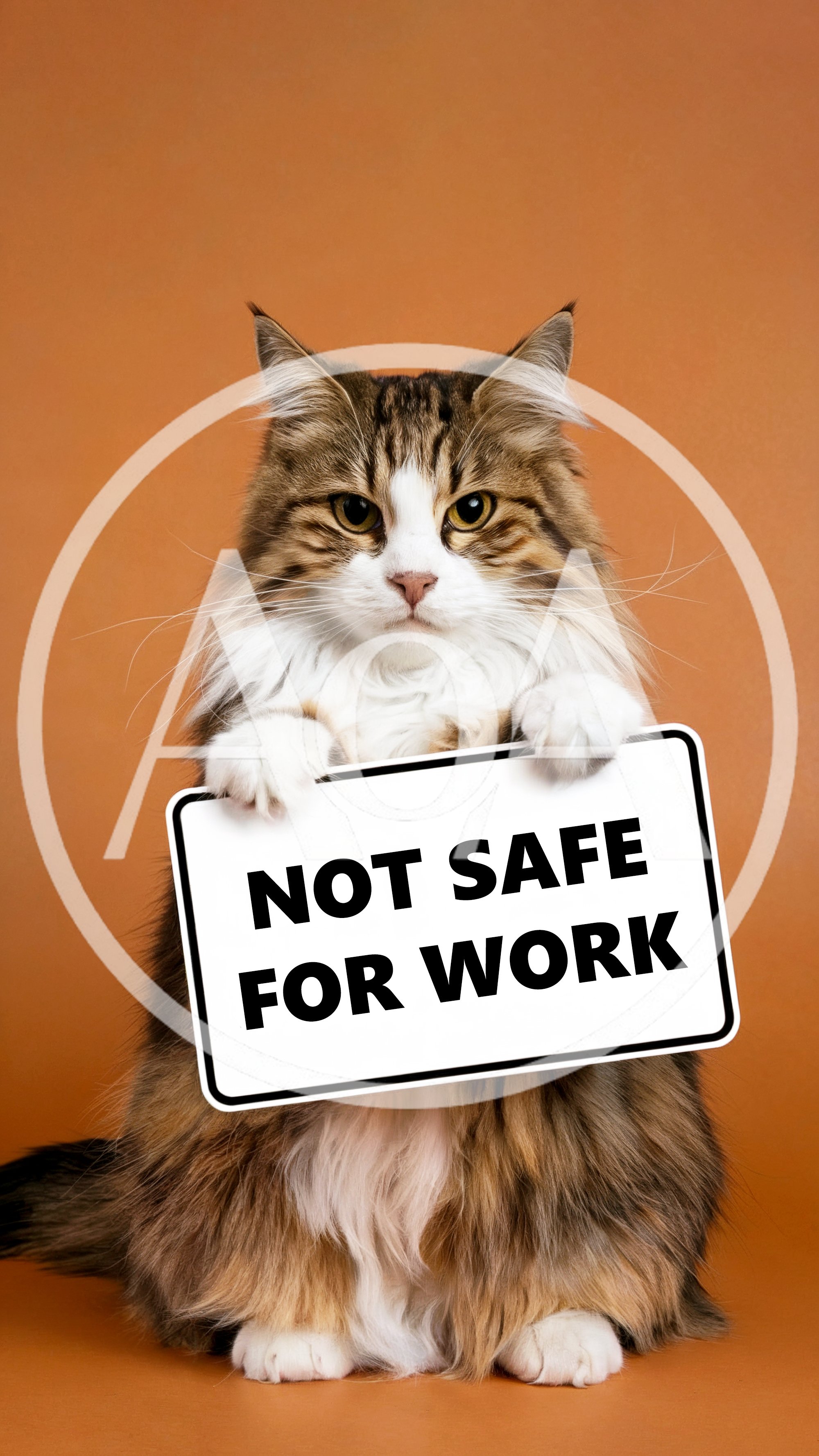Fluffy Maine Coon Cat Holding Not Safe For Work Sign