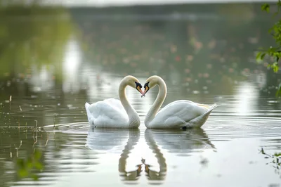 Two Mute Swans Forming A Heart Shape