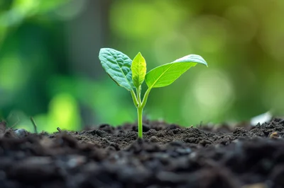 Small Green Seedling Growing From Fertile Soil