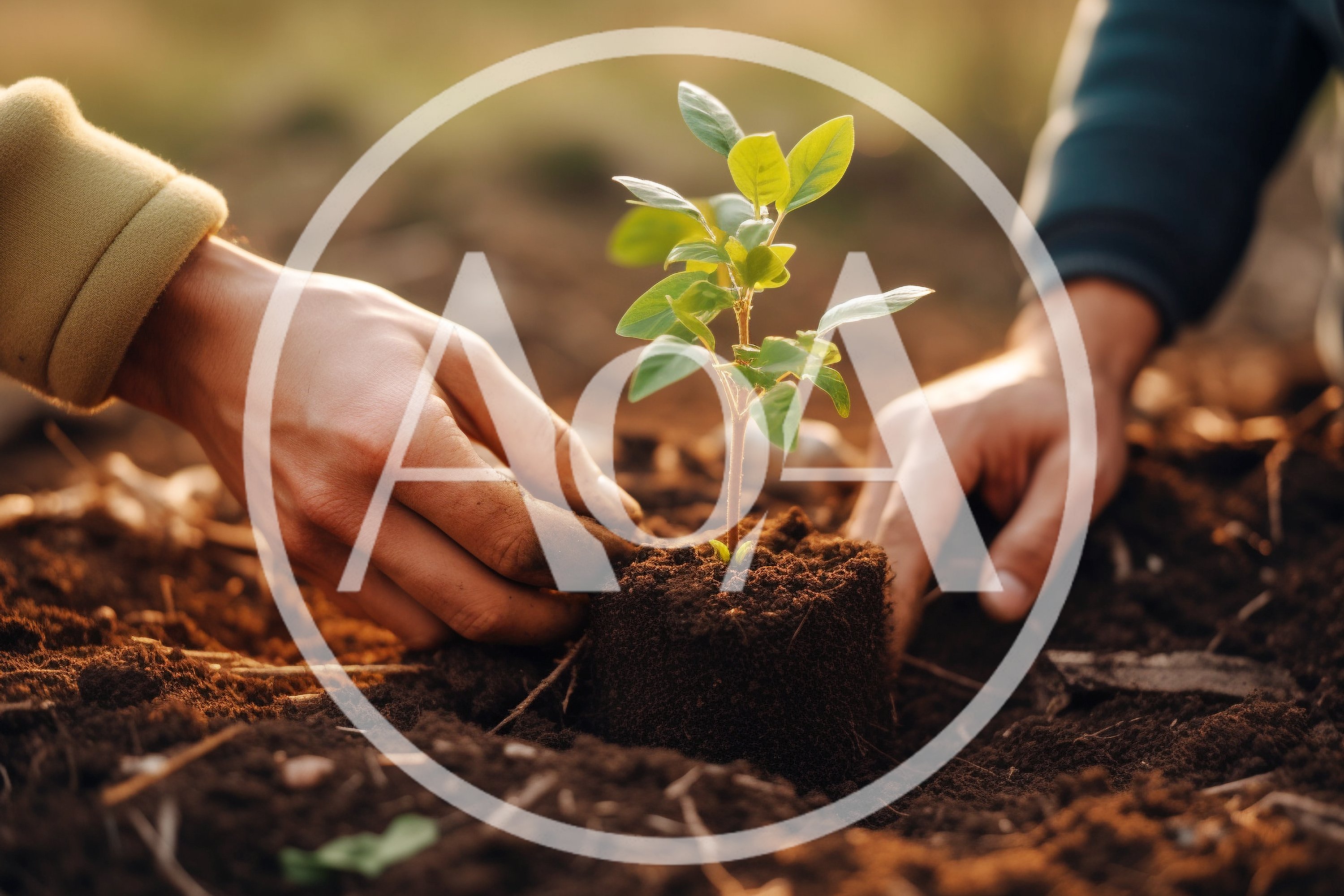 Two People Planting A Small Green Sapling In Soil