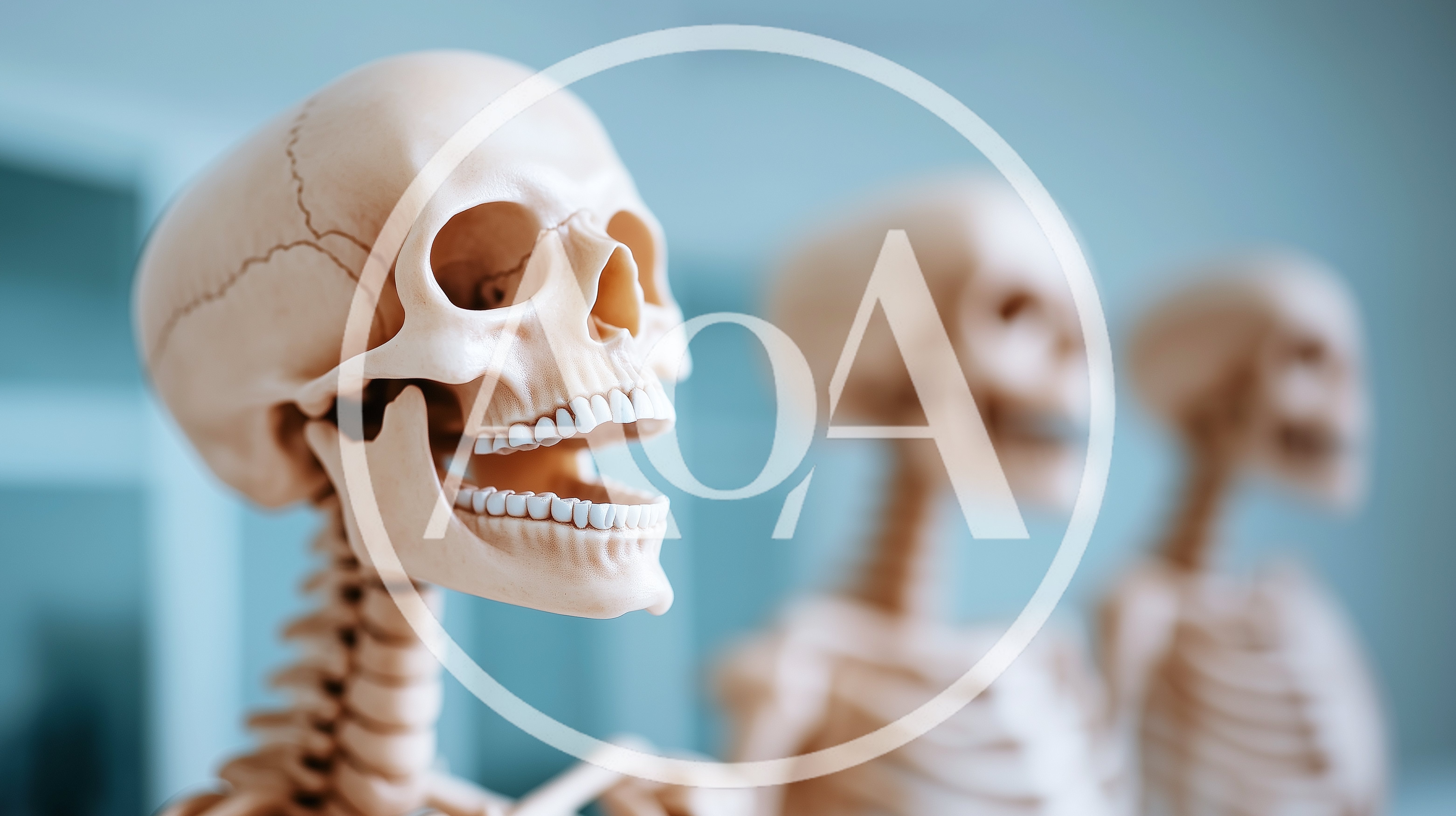 Anatomical Human Skeleton Models In A Medical Laboratory