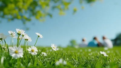 Daisies In A Sunny Meadow With Blurred People