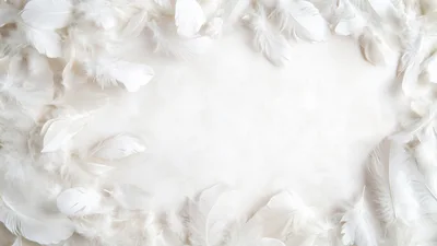 White Feathers Arranged In A Decorative Border