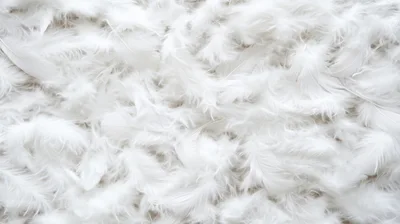 Soft White Feathers Background Texture