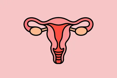 Stylized Illustration Of The Human Female Reproductive System