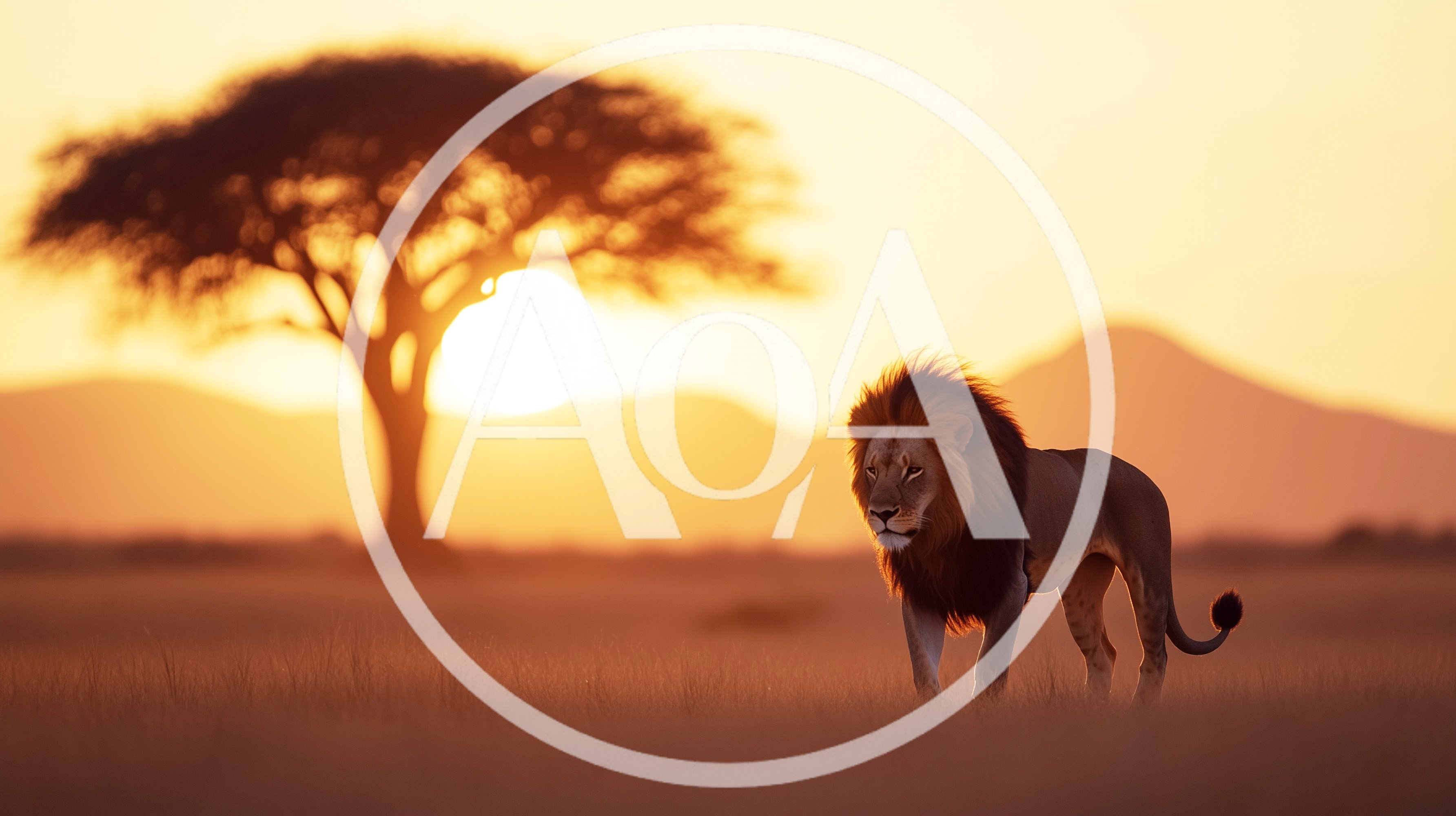 Majestic Male Lion Walking Through African Savanna At Sunset