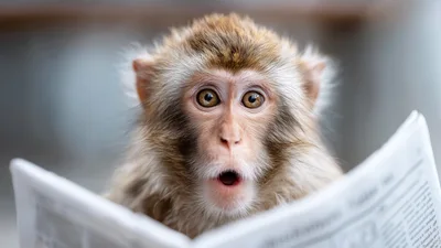 Surprised Monkey Reading A Newspaper