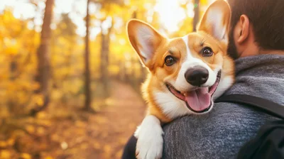 Corgi Dog Being Carried By Owner In Autumn Forest