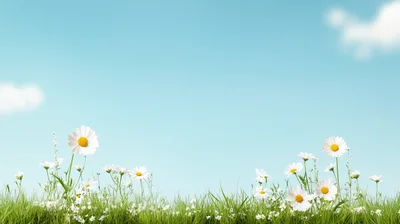 White Daisy Flowers Blooming In A Green Meadow