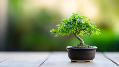 Small Bonsai Tree in Ceramic Pot on Wooden Table