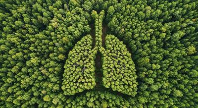 Aerial View Of Forest Shaped Like Human Lungs