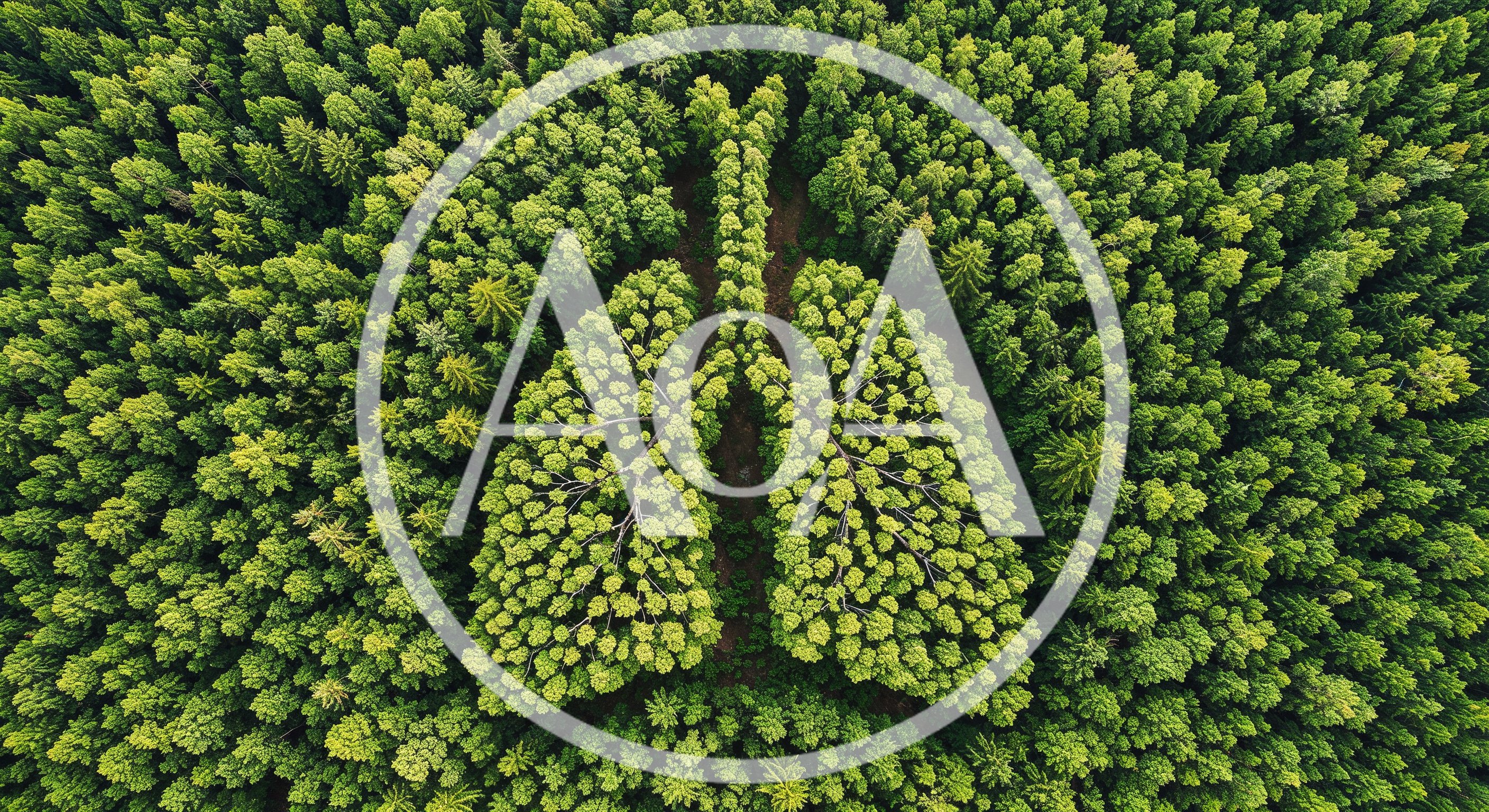 Aerial View Of Forest Shaped Like Human Lungs
