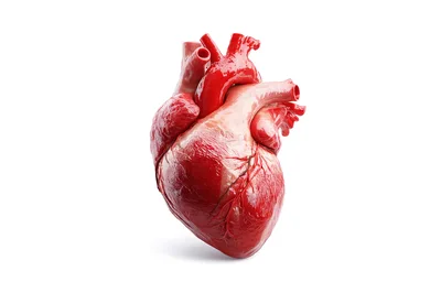 Anatomically Correct Human Heart Model