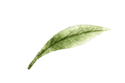 Watercolor Illustration Of A Single Green Leaf