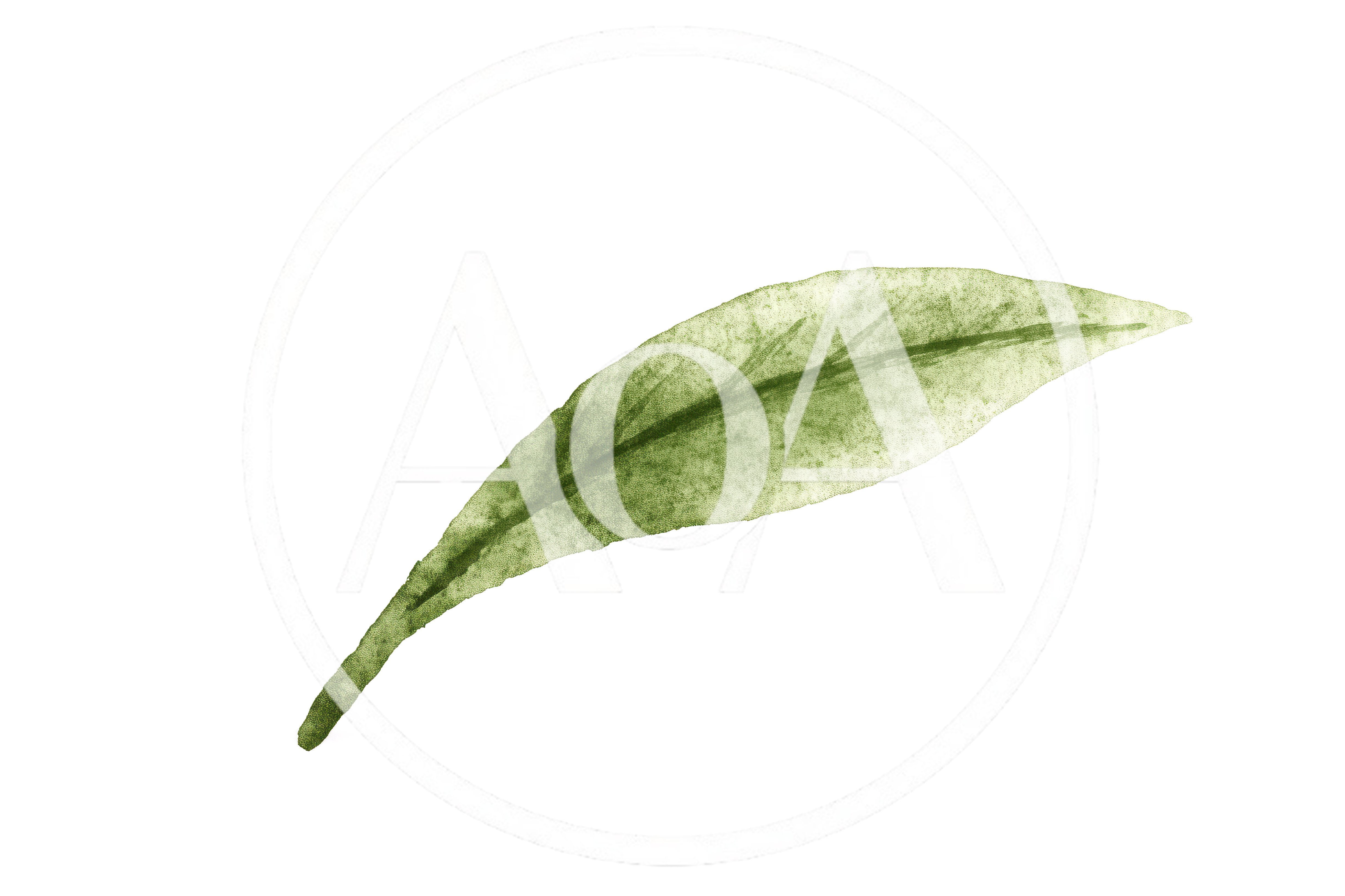 Watercolor Illustration Of A Single Green Leaf