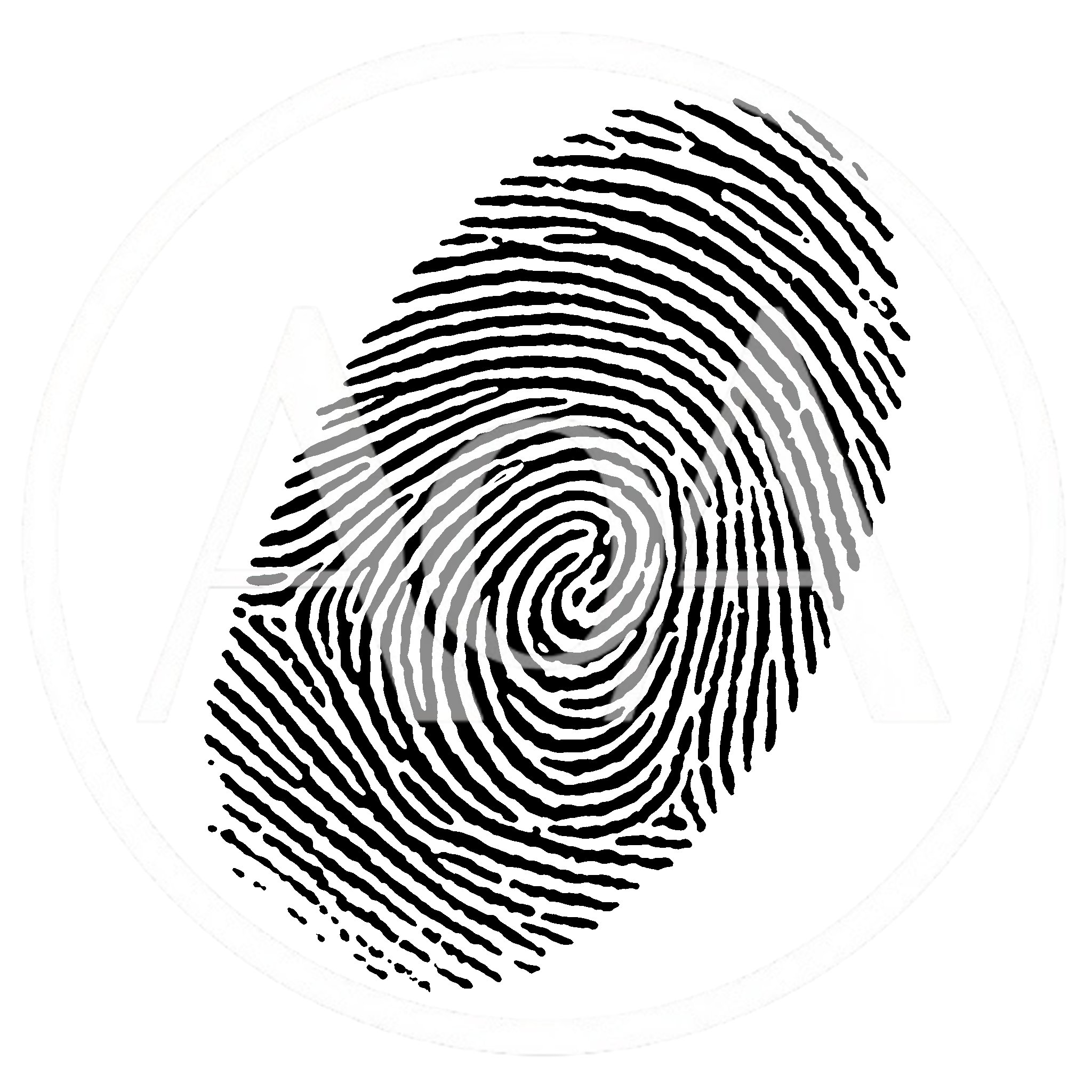 Detailed Black Fingerprint Pattern On White Background