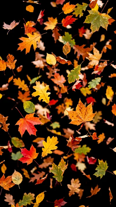 Falling Autumn Leaves Against A Black Background