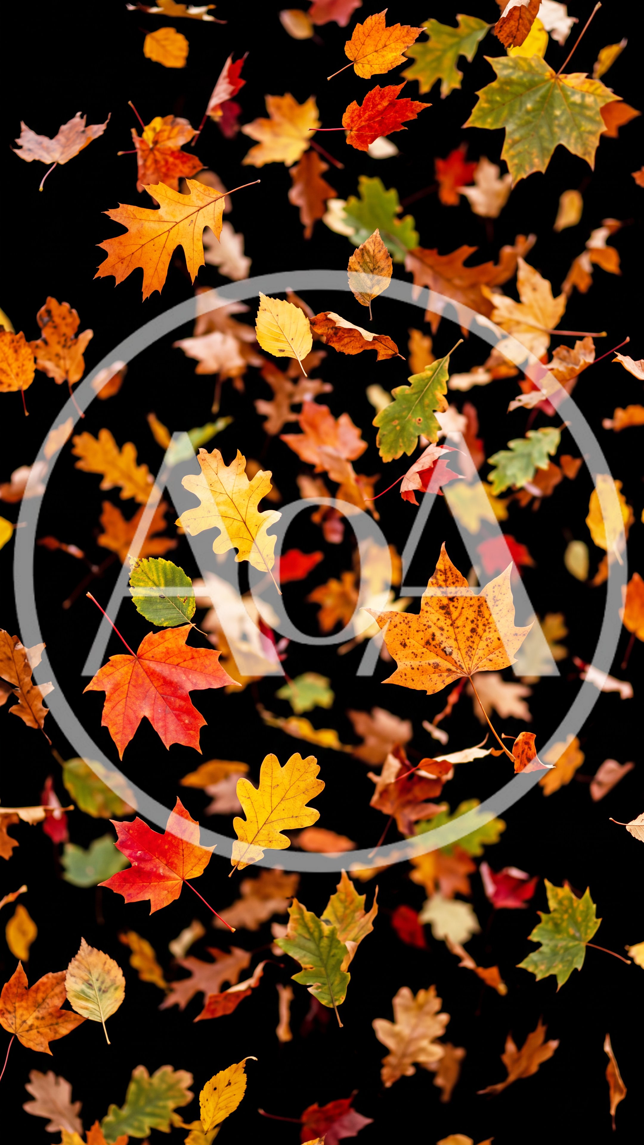 Falling Autumn Leaves Against A Black Background