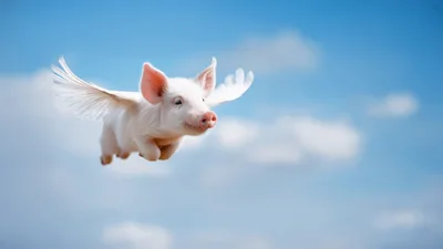 Cute Piglet With Wings Flying In The Sky