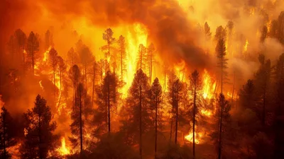 Intense Forest Fire Burning Through Dense Pine Woodland
