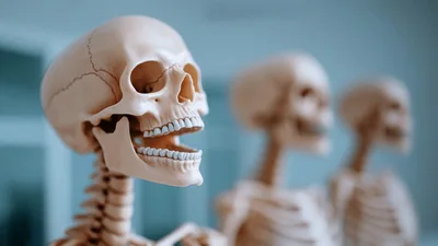 Three Human Skeleton Models In A Medical Classroom