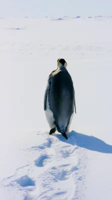 Emperor Penguin Walking Across Vast Antarctic Snowfield