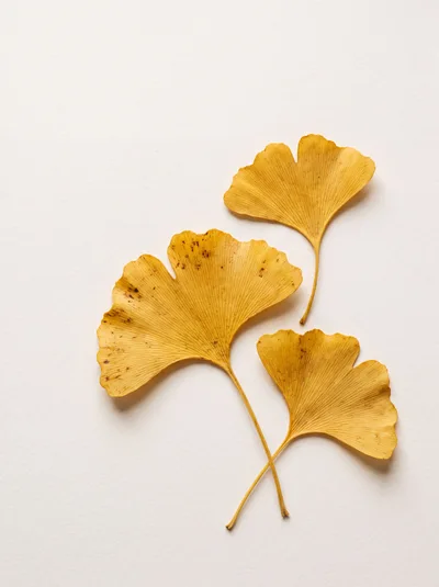 Three Dried Yellow Ginkgo Leaves on White Paper
