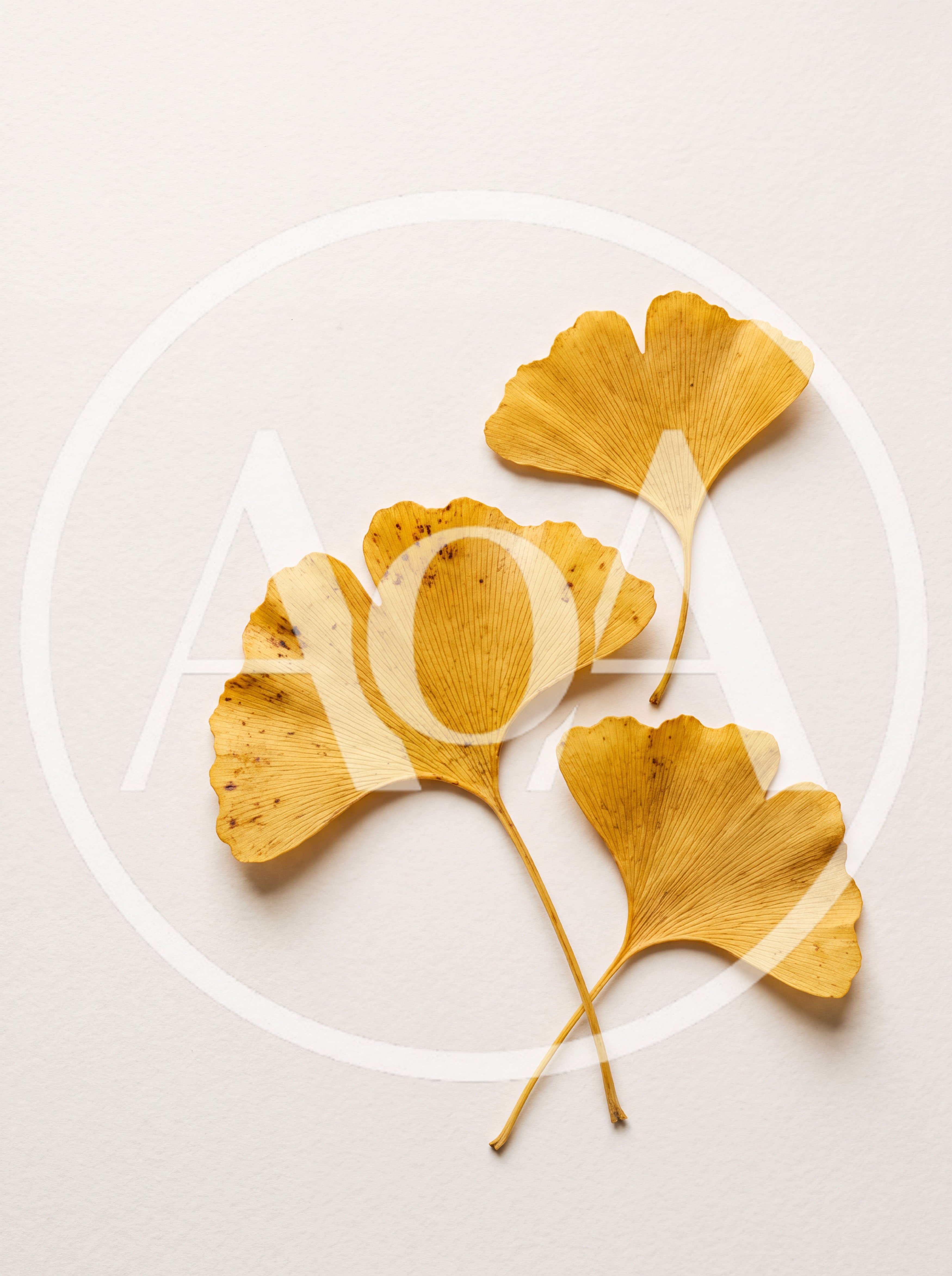 Three Dried Yellow Ginkgo Leaves on White Paper