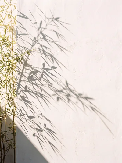 Bamboo Plant Casting Shadows On A White Wall