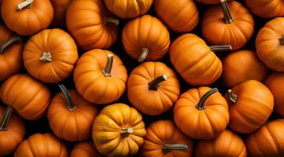 Top View Of Many Fresh Orange Pumpkins