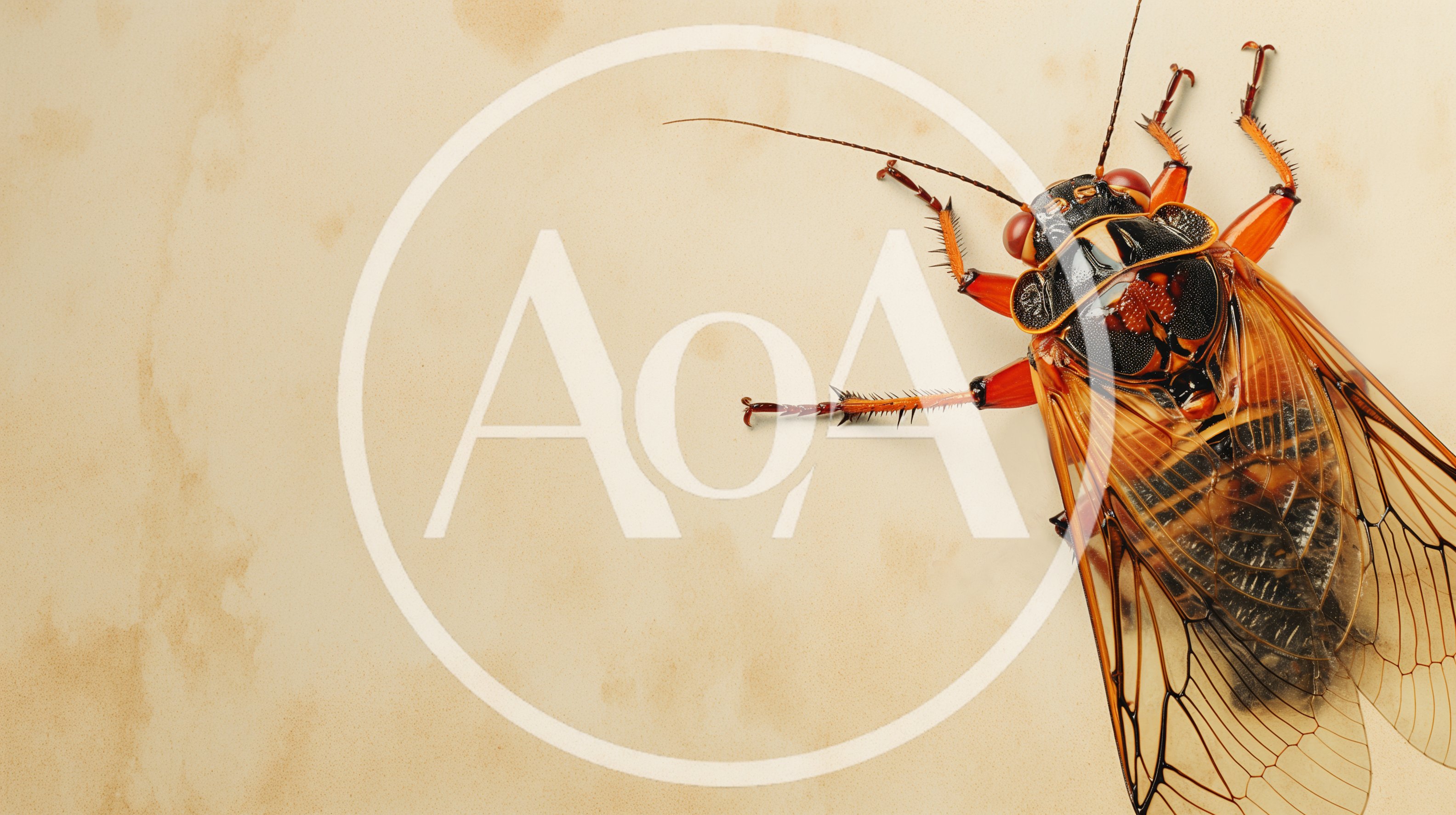 Macro View Of A Cicada On Textured Paper