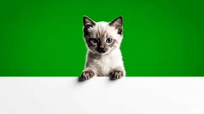 Cute Siamese Kitten Peeking Over A Blank White Sign