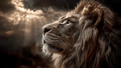 Majestic Lion Profile Against Dramatic Stormy Sky