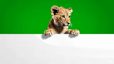 Cute Lion Cub Peeking Over A Blank White Sign
