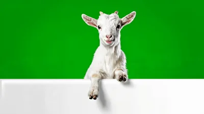 Cute White Baby Goat Leaning Over Blank Sign
