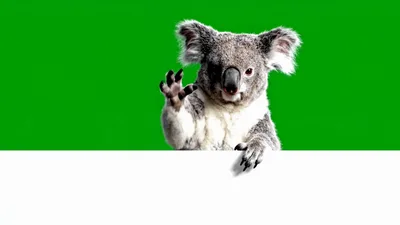 Koala Waving Behind A Blank White Sign