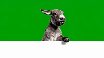Cute Donkey Foal Lower Third Animation – Playful Pop-Up with Green Screen