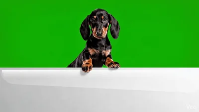 Black and Tan Dachshund Puppy Leaning Over White Surface