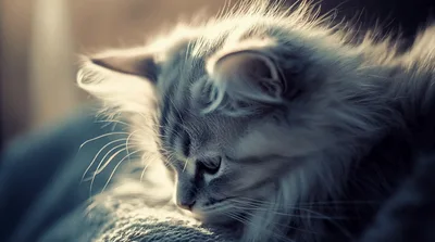 Close Up Of A Fluffy Grey Tabby Kitten