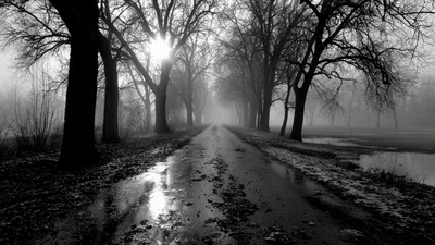 Foggy Path Through Bare Trees In Winter